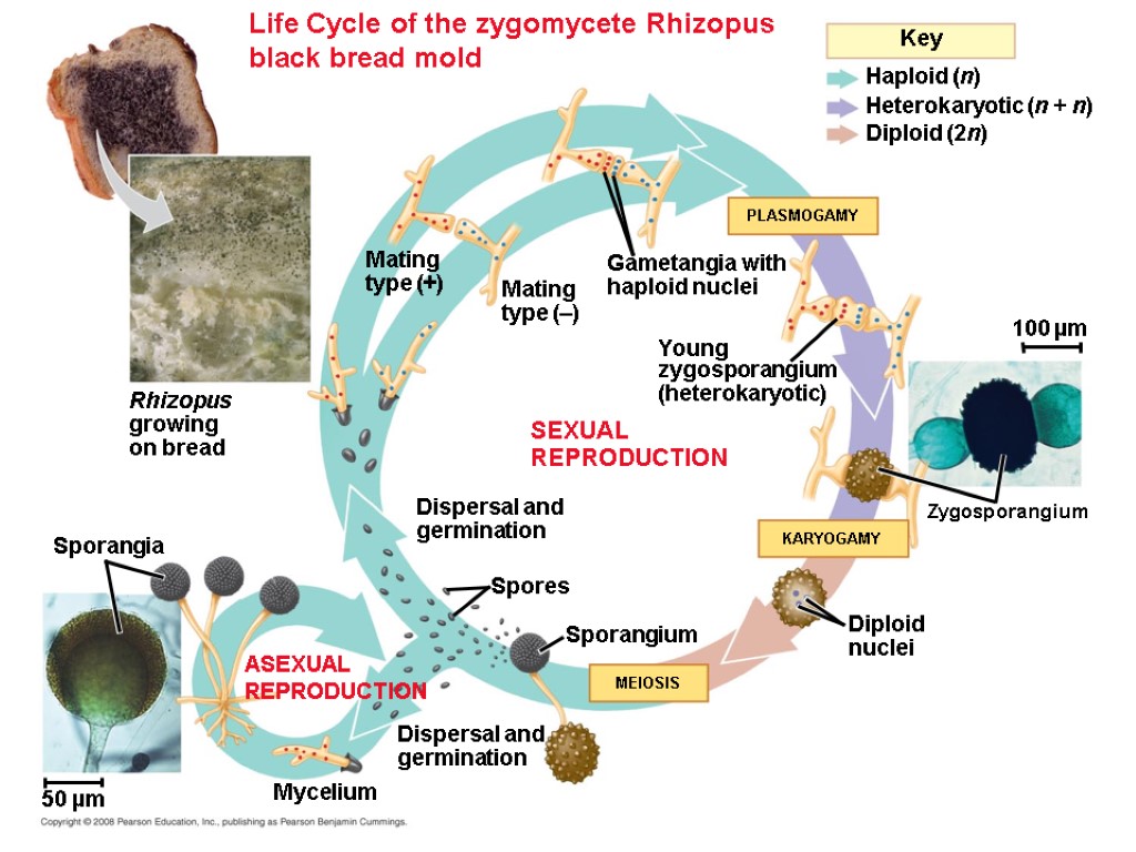 Life Cycle of the zygomycete Rhizopus black bread mold Rhizopus growing on bread SEXUAL